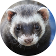 veterinaire-masson-lauze-urgences-chien-chat-lapin-furet-rat-hamster-souris-boulogne-billancourt-hauts-de-seine-echographie-cardiaque-abdominale-détartrage-sterilisation-chirurgie