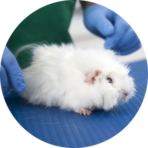 veterinaire-masson-lauze-urgences-chien-chat-lapin-furet-rat-hamster-souris-boulogne-billancourt-hauts-de-seine-echographie-cardiaque-abdominale-détartrage-sterilisation-chirurgie