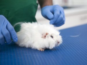 veterinaire-masson-lauze-urgences-chien-chat-lapin-furet-rat-hamster-souris-boulogne-billancourt-hauts-de-seine-echographie-cardiaque-abdominale-détartrage-sterilisation-chirurgie