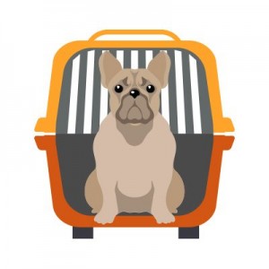 veterinaire-masson-lauze-urgences-chien-chat-lapin-furet-rat-hamster-souris-boulogne-billancourt-hauts-de-seine-echographie-cardiaque-abdominale-détartrage-sterilisation-chirurgie