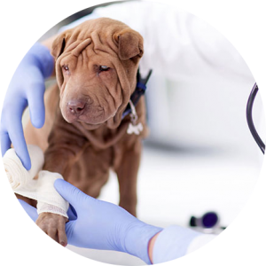 veterinaire-masson-lauze-urgences-chien-chat-lapin-furet-rat-hamster-souris-boulogne-billancourt-hauts-de-seine-echographie-cardiaque-abdominale-détartrage-sterilisation-chirurgie