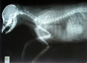 veterinaire-masson-lauze-urgences-chien-chat-lapin-furet-rat-hamster-souris-boulogne-billancourt-hauts-de-seine-echographie-cardiaque-abdominale-détartrage-sterilisation-chirurgie