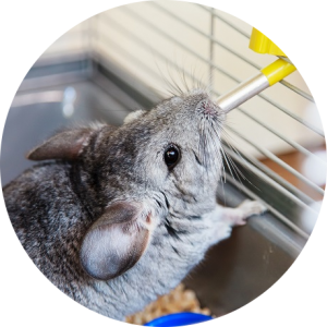 veterinaire-masson-lauze-urgences-chien-chat-lapin-furet-rat-hamster-souris-boulogne-billancourt-hauts-de-seine-echographie-cardiaque-abdominale-détartrage-sterilisation-chirurgie