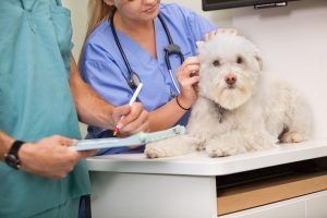 veterinaire-masson-lauze-urgences-chien-chat-lapin-furet-rat-hamster-souris-boulogne-billancourt-hauts-de-seine-echographie-cardiaque-abdominale-détartrage-sterilisation-chirurgie