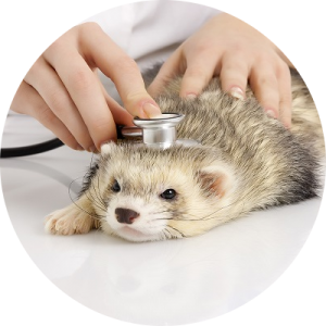 veterinaire-masson-lauze-urgences-chien-chat-lapin-furet-rat-hamster-souris-boulogne-billancourt-hauts-de-seine-echographie-cardiaque-abdominale-détartrage-sterilisation-chirurgie