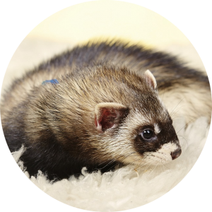 veterinaire-masson-lauze-urgences-chien-chat-lapin-furet-rat-hamster-souris-boulogne-billancourt-hauts-de-seine-echographie-cardiaque-abdominale-détartrage-sterilisation-chirurgie