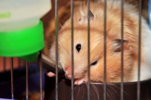 veterinaire-masson-lauze-urgences-chien-chat-lapin-furet-rat-hamster-souris-boulogne-billancourt-hauts-de-seine-echographie-cardiaque-abdominale-détartrage-sterilisation-chirurgie