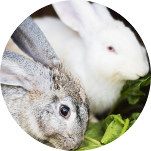 veterinaire-masson-lauze-urgences-chien-chat-lapin-furet-rat-hamster-souris-boulogne-billancourt-hauts-de-seine-echographie-cardiaque-abdominale-détartrage-sterilisation-chirurgie