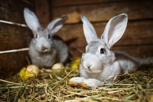 veterinaire-masson-lauze-urgences-chien-chat-lapin-furet-rat-hamster-souris-boulogne-billancourt-hauts-de-seine-echographie-cardiaque-abdominale-détartrage-sterilisation-chirurgie