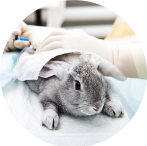 veterinaire-masson-lauze-urgences-chien-chat-lapin-furet-rat-hamster-souris-boulogne-billancourt-hauts-de-seine-echographie-cardiaque-abdominale-détartrage-sterilisation-chirurgie