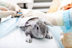 veterinaire-masson-lauze-urgences-chien-chat-lapin-furet-rat-hamster-souris-boulogne-billancourt-hauts-de-seine-echographie-cardiaque-abdominale-détartrage-sterilisation-chirurgie
