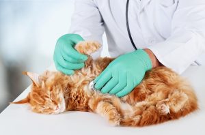 veterinaire-masson-lauze-urgences-chien-chat-lapin-furet-rat-hamster-souris-boulogne-billancourt-hauts-de-seine-echographie-cardiaque-abdominale-détartrage-sterilisation-chirurgie