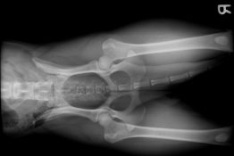 veterinaire-masson-lauze-urgences-chien-chat-lapin-furet-rat-hamster-souris-boulogne-billancourt-hauts-de-seine-echographie-cardiaque-abdominale-détartrage-sterilisation-chirurgie