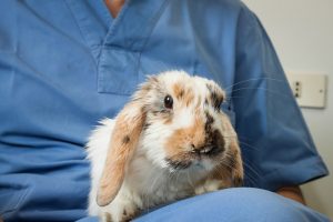 veterinaire-masson-lauze-urgences-chien-chat-lapin-furet-rat-hamster-souris-boulogne-billancourt-hauts-de-seine-echographie-cardiaque-abdominale-détartrage-sterilisation-chirurgie