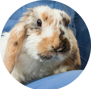 veterinaire-masson-lauze-urgences-chien-chat-lapin-furet-rat-hamster-souris-boulogne-billancourt-hauts-de-seine-echographie-cardiaque-abdominale-détartrage-sterilisation-chirurgie