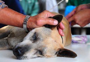 veterinaire-masson-lauze-urgences-chien-chat-lapin-furet-rat-hamster-souris-boulogne-billancourt-hauts-de-seine-echographie-cardiaque-abdominale-détartrage-sterilisation-chirurgie