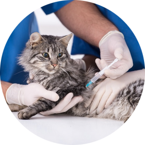 veterinaire-masson-lauze-urgences-chien-chat-lapin-furet-rat-hamster-souris-boulogne-billancourt-hauts-de-seine-echographie-cardiaque-abdominale-détartrage-sterilisation-chirurgie