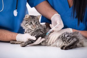 veterinaire-masson-lauze-urgences-chien-chat-lapin-furet-rat-hamster-souris-boulogne-billancourt-hauts-de-seine-echographie-cardiaque-abdominale-détartrage-sterilisation-chirurgie