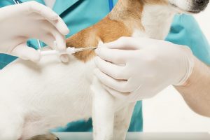 veterinaire-masson-lauze-urgences-chien-chat-lapin-furet-rat-hamster-souris-boulogne-billancourt-hauts-de-seine-echographie-cardiaque-abdominale-détartrage-sterilisation-chirurgie