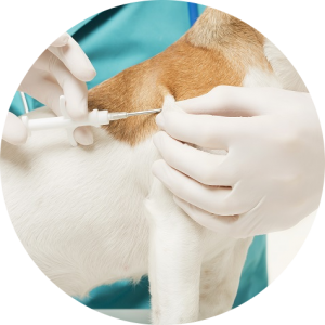 veterinaire-masson-lauze-urgences-chien-chat-lapin-furet-rat-hamster-souris-boulogne-billancourt-hauts-de-seine-echographie-cardiaque-abdominale-détartrage-sterilisation-chirurgie