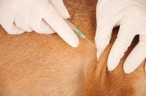 veterinaire-masson-lauze-urgences-chien-chat-lapin-furet-rat-hamster-souris-boulogne-billancourt-hauts-de-seine-echographie-cardiaque-abdominale-détartrage-sterilisation-chirurgie