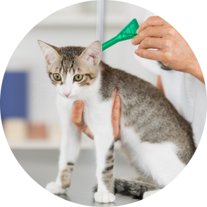 veterinaire-masson-lauze-urgences-chien-chat-lapin-furet-rat-hamster-souris-boulogne-billancourt-hauts-de-seine-echographie-cardiaque-abdominale-détartrage-sterilisation-chirurgie