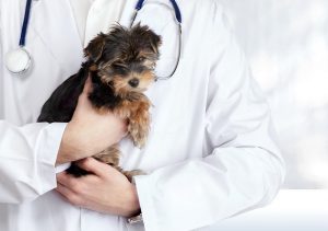 veterinaire-masson-lauze-urgences-chien-chat-lapin-furet-rat-hamster-souris-boulogne-billancourt-hauts-de-seine-echographie-cardiaque-abdominale-détartrage-sterilisation-chirurgie