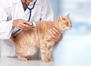 veterinaire-masson-lauze-urgences-chien-chat-lapin-furet-rat-hamster-souris-boulogne-billancourt-hauts-de-seine-echographie-cardiaque-abdominale-détartrage-sterilisation-chirurgie