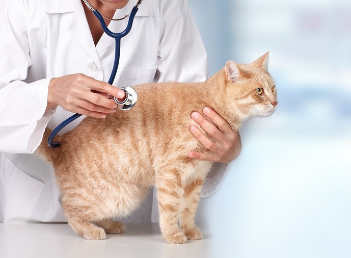 Stériliser son chat Clinique vétérinaire des Passages UNIVET — free download