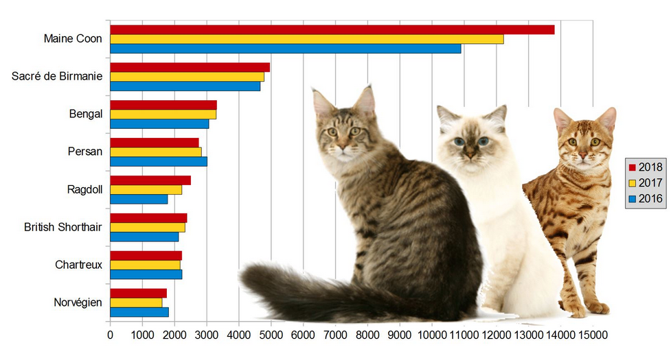 Palmares Des Chats De Race En 18 Clinique Veterinaire Des Passages